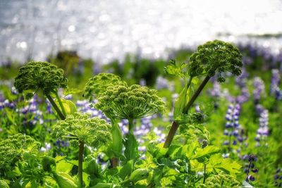 Close-up of plants growing outdoors