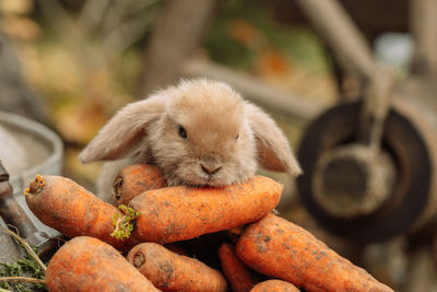 Close-up of rabbit