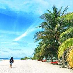 Palm trees on beach against sky