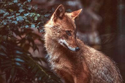 Close-up portrait of giraffe