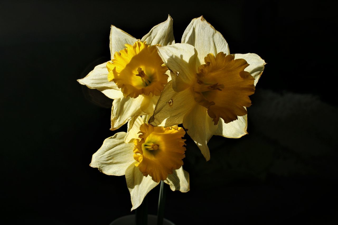 CLOSE-UP OF YELLOW DAFFODIL FLOWERS AGAINST BLACK BACKGROUND