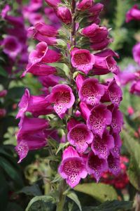 Close-up of pink flowers