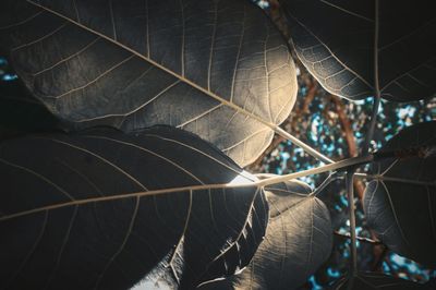 Close-up of leaves hanging outdoors