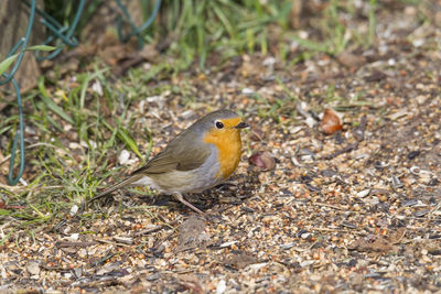 Close-up of a bird perching on a field