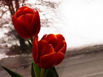 Close-up of red flowers