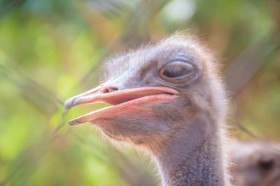 Close-up of a bird