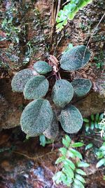 High angle view of plant