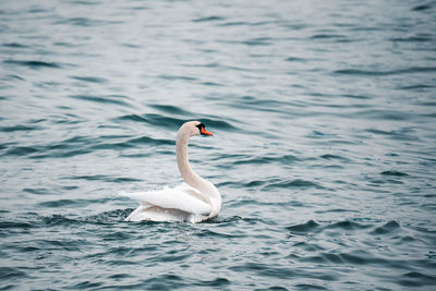 Swan swimming in lake