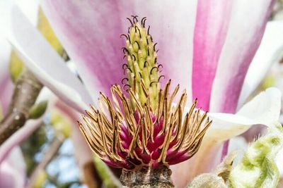 Close-up of pink flowers