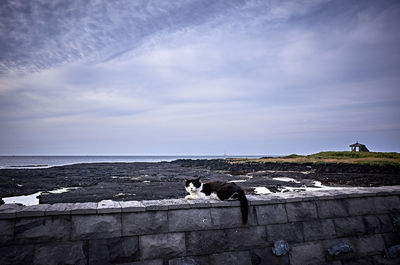 Pigeons on rock by sea against sky