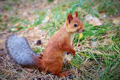 Close-up of squirrel on grassy field