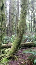 Close-up of tree trunk in forest