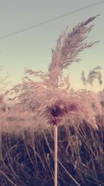 Close-up of wilted flower on field against sky