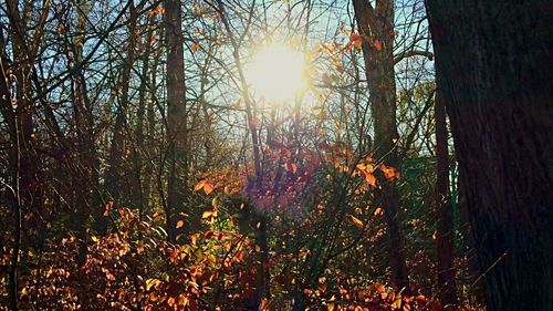 Sun shining through trees