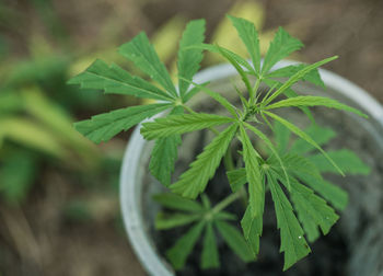 Cannabis plant in a plastic cup