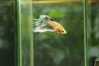 Close-up of fish swimming in glass window