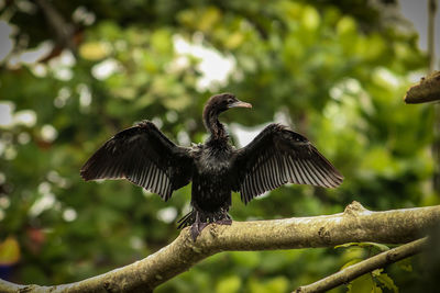 Bird flying over a tree