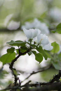 Close-up of white flowering plant