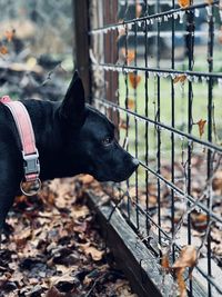 Profile of a black dog in autumn / winter ice freeze