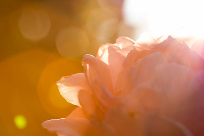 Close-up of rose flower