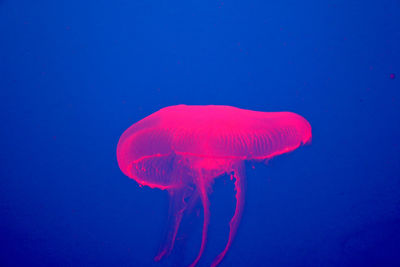 Jellyfish swimming in sea