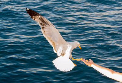 Seagull flying over the sea