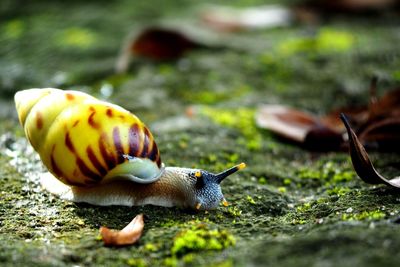 Close-up of snail