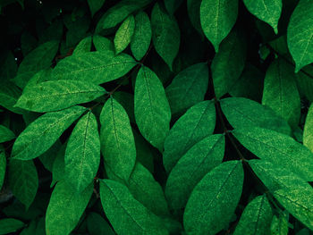 Full frame shot of green leaves