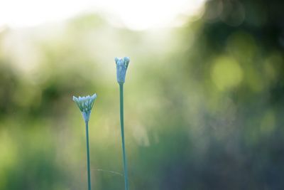 Close-up of dandelion flower