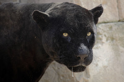 Close-up portrait of black leopard