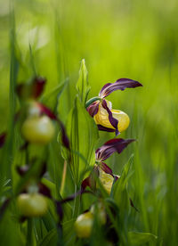 Close-up of flowering plant in field