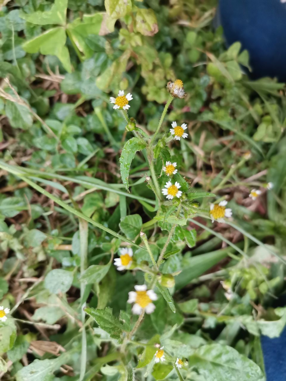 plant, growth, flower, flowering plant, nature, plant part, leaf, green, freshness, beauty in nature, day, close-up, no people, food, food and drink, high angle view, outdoors, fragility, herb, field, botany, land, focus on foreground, healthy eating, vegetable, subshrub, garden