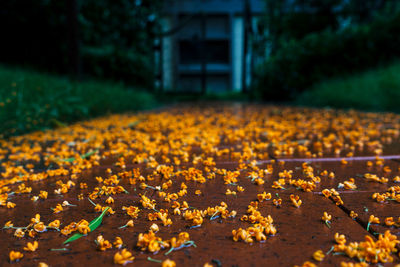 Yellow flowers on field during autumn