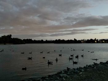 Birds in lake against sky during sunset