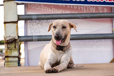 Portrait of a dog looking away