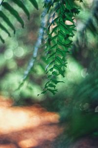 Close-up of green leaves on tree