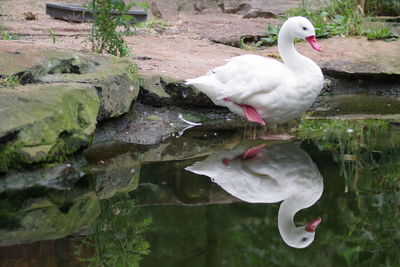 Close-up of swan floating on lake