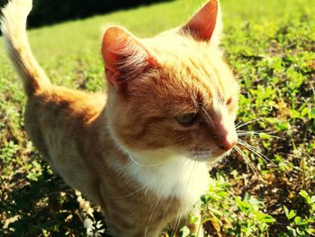 Close-up of cat on grass