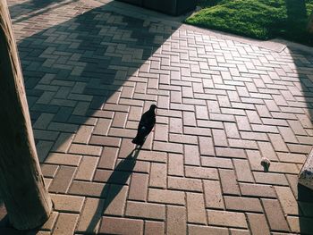 High angle view of man on footpath