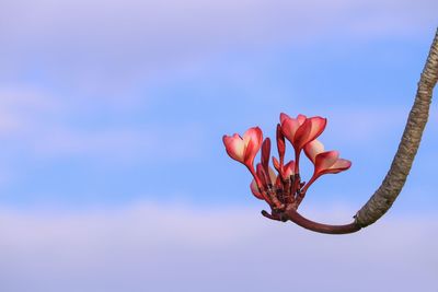 Low angle view of red flowering plant against blue sky