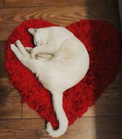 High angle view of cat sleeping on hardwood floor