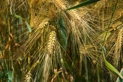 Close-up of plant