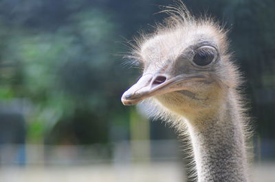 Close-up of an ostrich