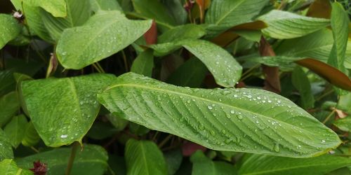 High angle view of raindrops on leaves