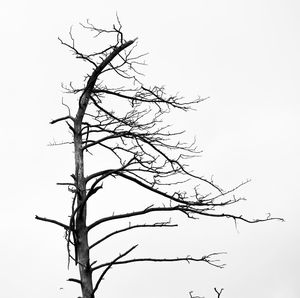 Low angle view of bare tree against clear sky