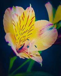 Close-up of yellow flower blooming against black background