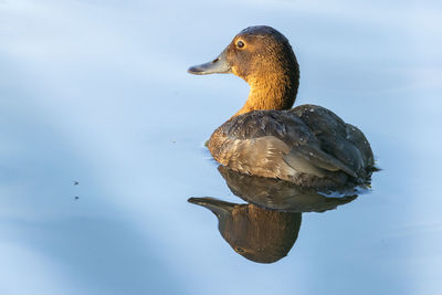 Close-up of duck swimming in lake