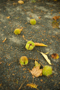 High angle view of yellow leaves