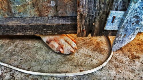 High angle view of paw under door 