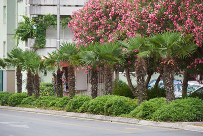 View of flowering plants in city